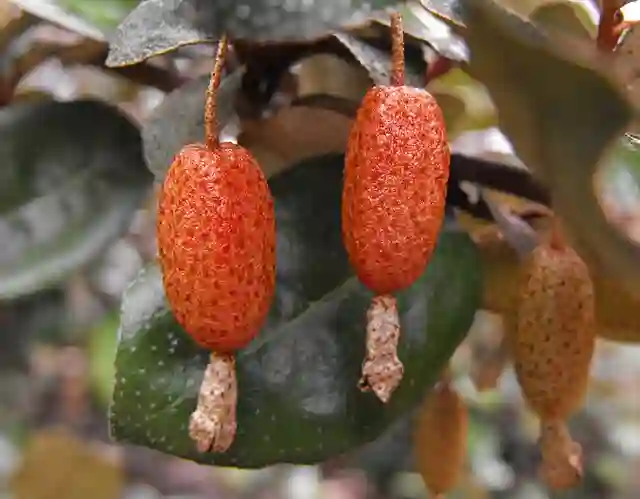 Elaeagnus Pungens