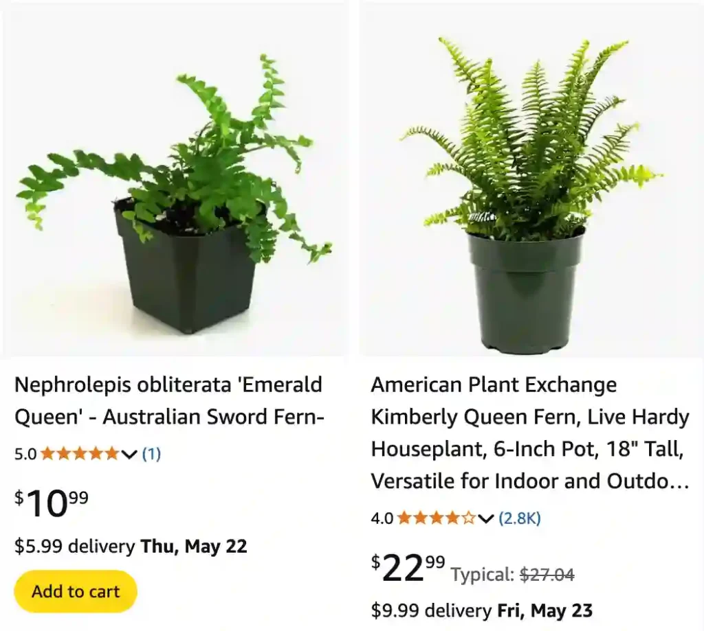 Emerald Queen Fern - Nephrolepis Obliterata 'Emerald Queen' 1 Emerald Queen Fern | Monsteraholic