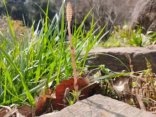 Equisetum Arvense