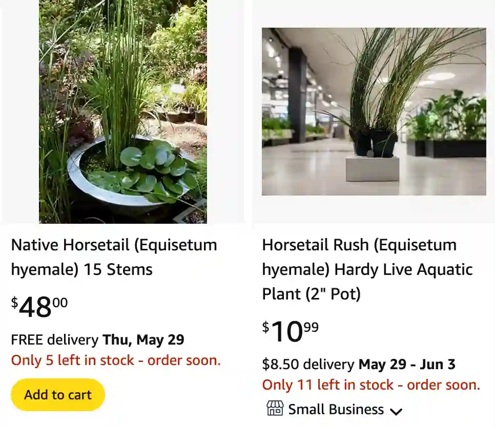 Equisetum Hyemale 1 | Monsteraholic