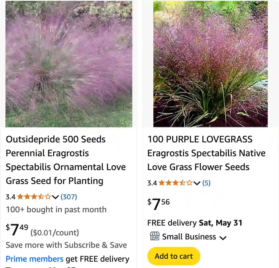 Eragrostis Spectabilis 1 | Monsteraholic