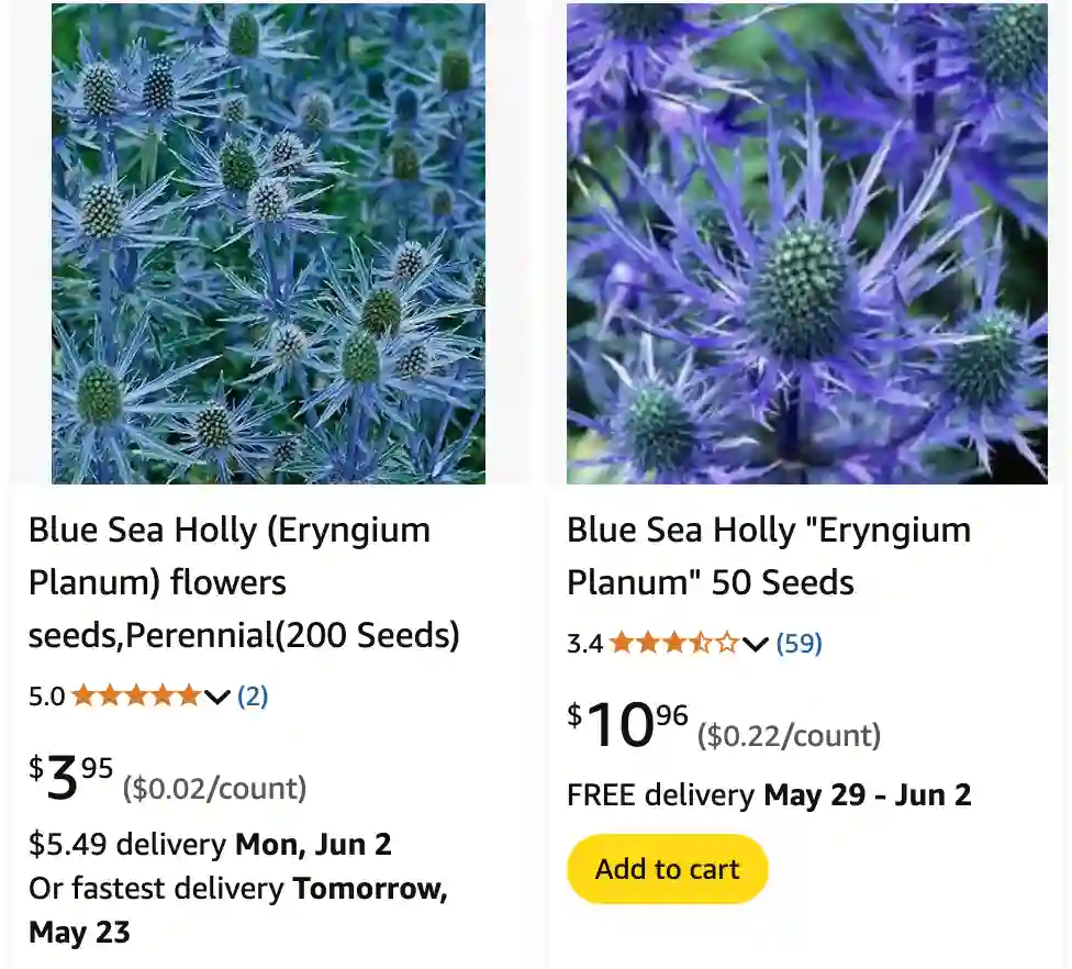 Eryngium Planum 1 | Monsteraholic