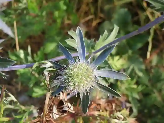 Eryngium Planum - Blue Eryngo - Flat Sea Holly 6 Eryngium Planum