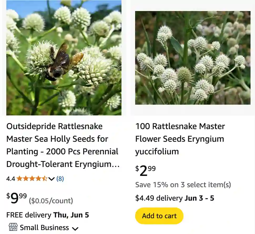 Eryngium Yuccifolium 1 | Monsteraholic