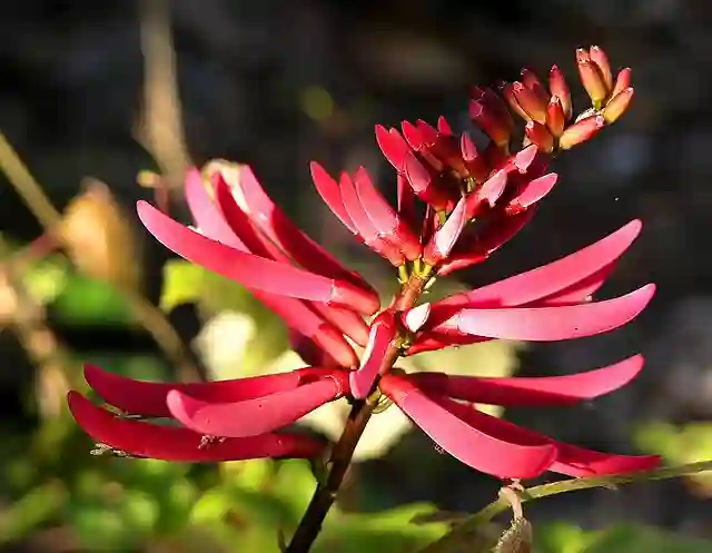 Erythrina Herbacea