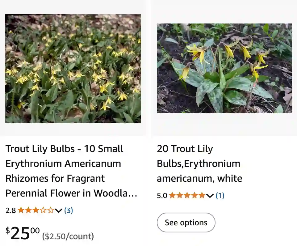 Erythronium Americanum 1 | Monsteraholic