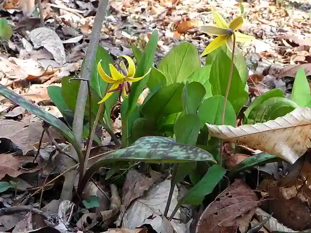 Erythronium Americanum