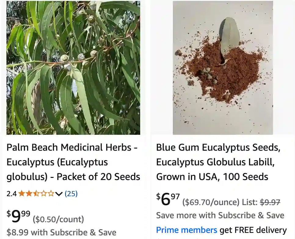 Eucalyptus Globulus 1 | Monsteraholic