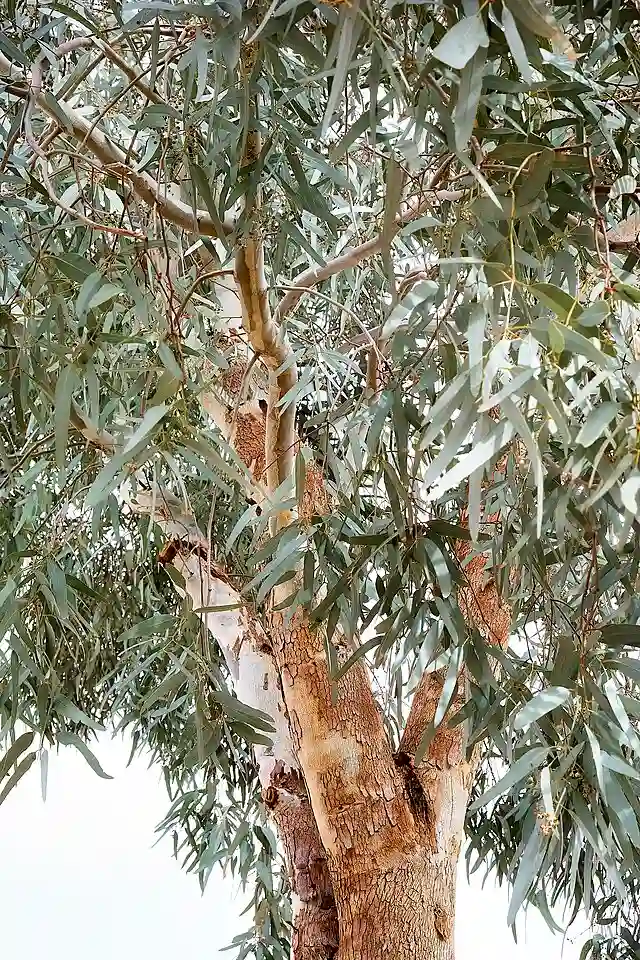 Eucalyptus Globulus