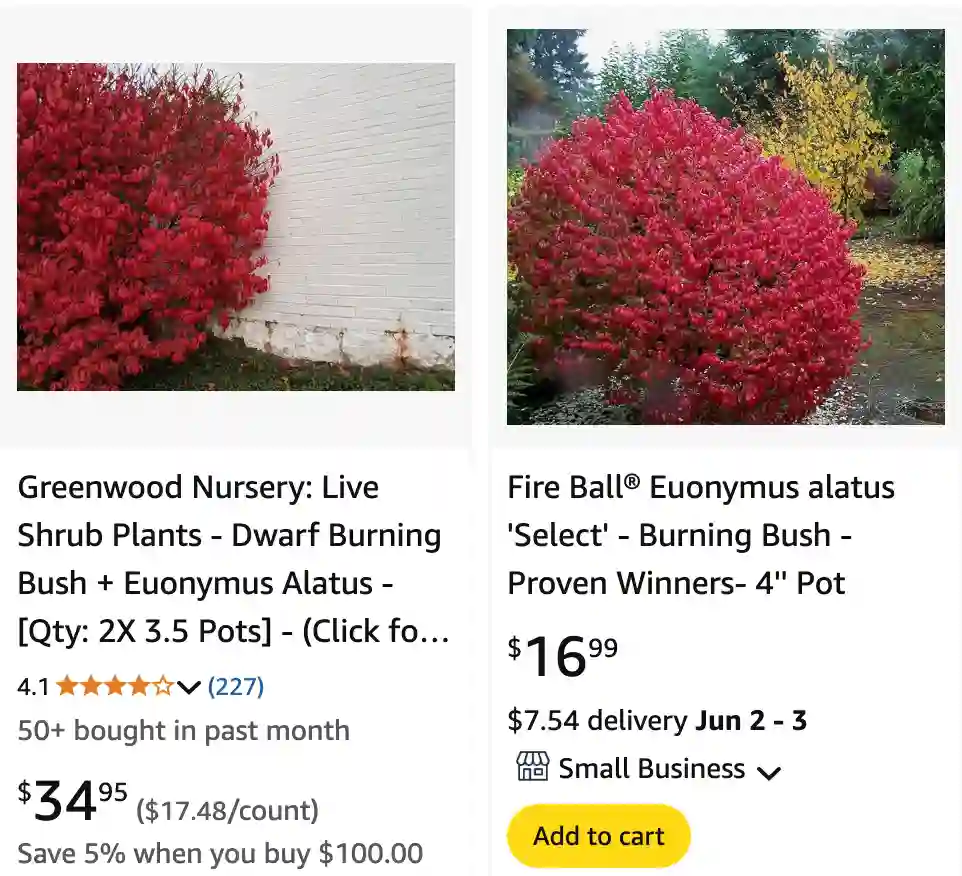 Euonymus Alatus 1 | Monsteraholic