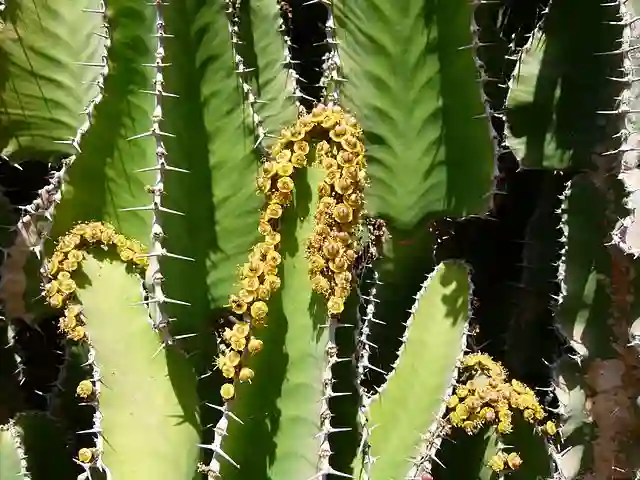 Euphorbia Cactus
