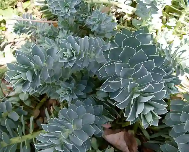 Euphorbia Myrsinites