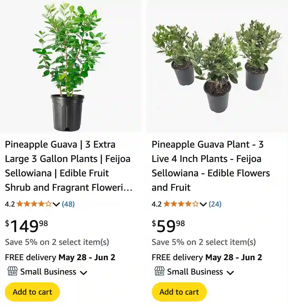 Feijoa Sellowiana 1 | Monsteraholic