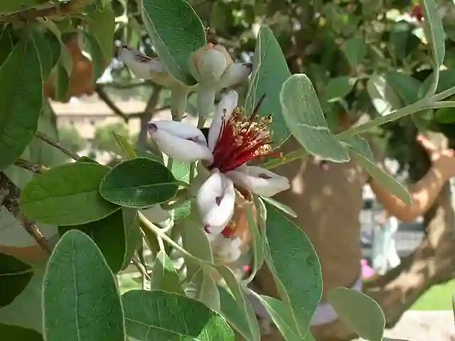 Feijoa Sellowiana