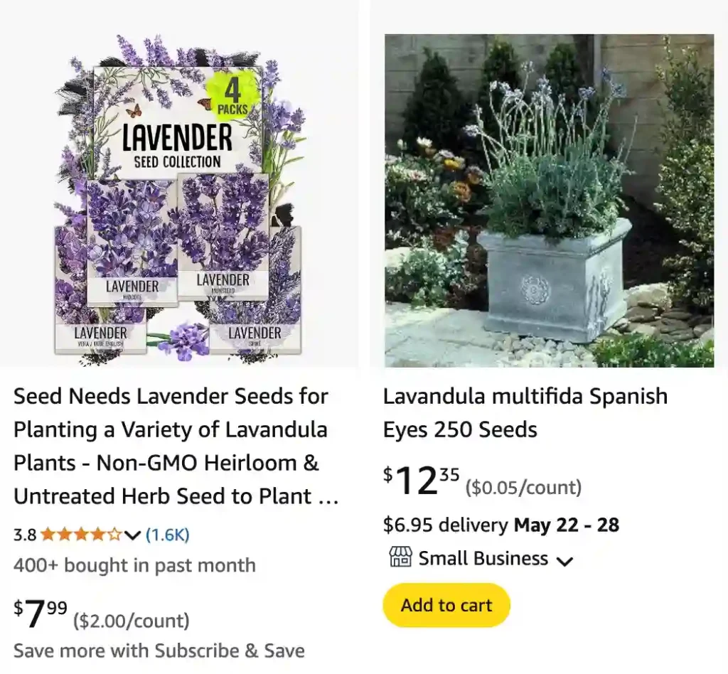 Fern Leaf Lavender Plant - Lavandula Multifida 1 Fern Leaf Lavender Plant | Monsteraholic