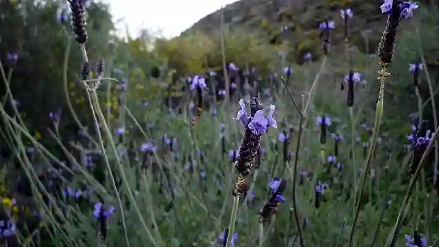 Fern Leaf Lavender Plant - Lavandula Multifida 1 Fern Leaf Lavender Plant
