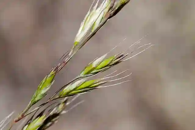 Festuca Idahoensis - Idaho Fescue 5 Festuca Idahoensis