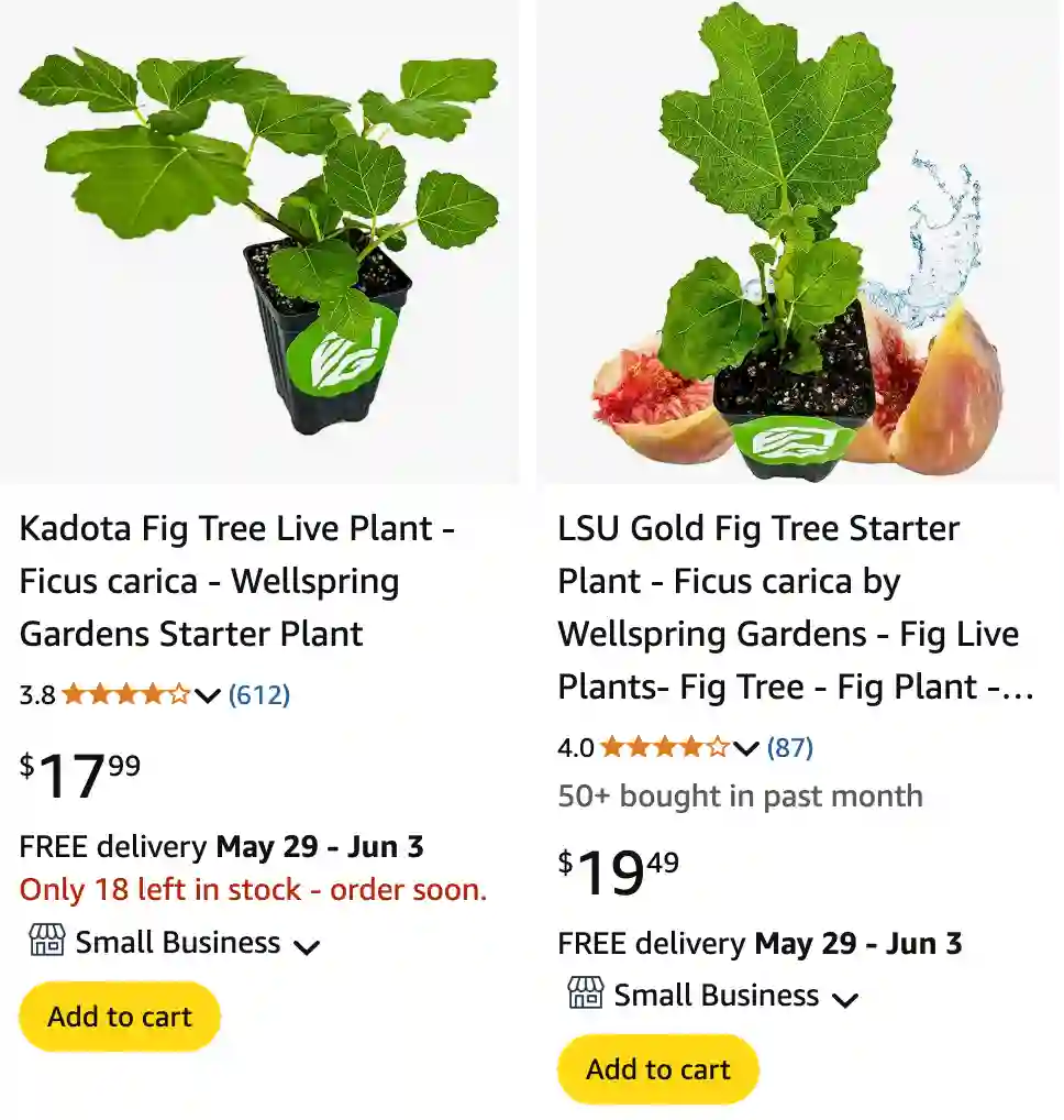 Ficus Carica 1 | Monsteraholic