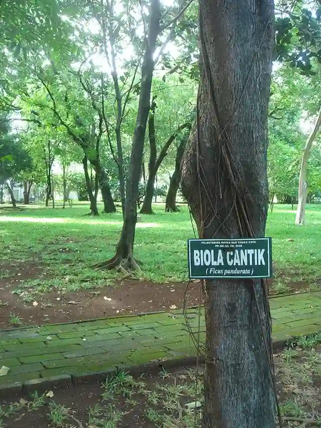 Ficus Pandurata