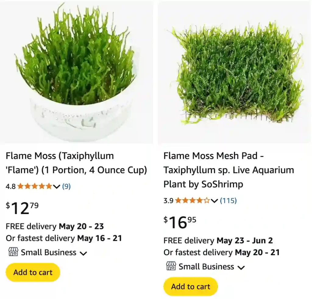 Flame Moss | Monsteraholic