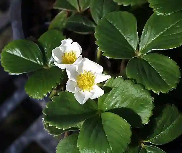 Fragaria Chiloensis