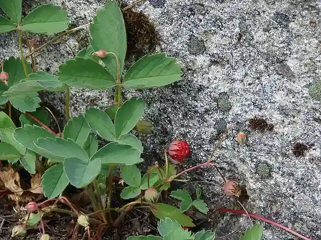 Fragaria Virginiana