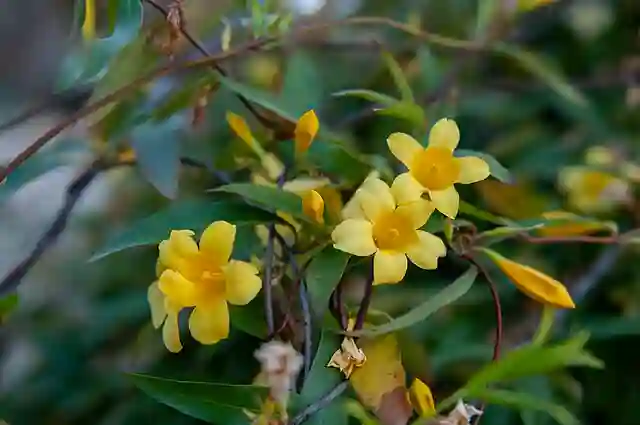 Gelsemium Sempervirens