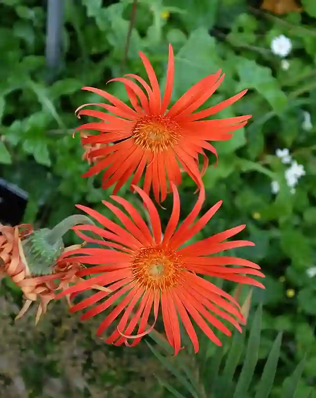 Gerbera Jamesonii