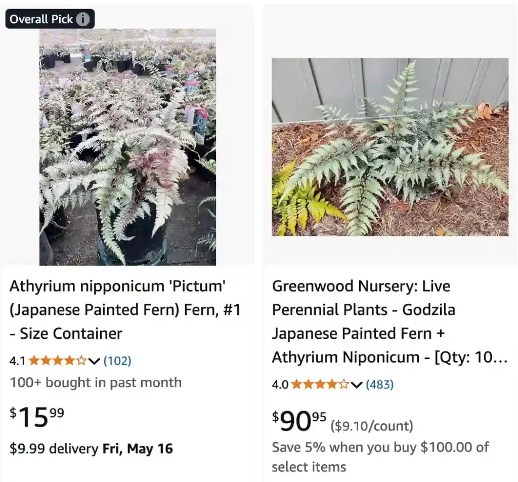 Godzilla Fern | Monsteraholic