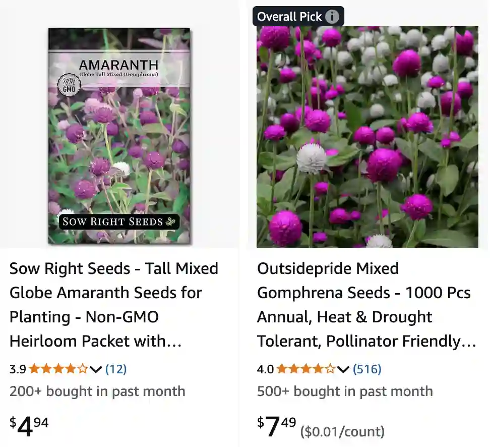 Gomphrena Globosa 1 | Monsteraholic