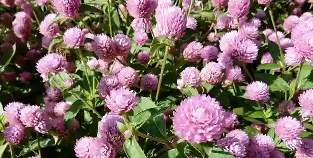 Gomphrena Globosa