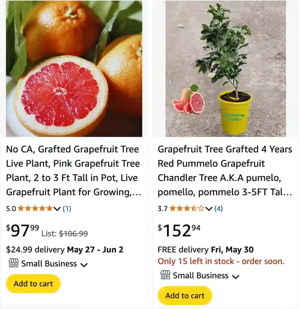 Grapefruit Shrub - Citrus × paradisi 1 Grapefruit Shrub 2 | Monsteraholic