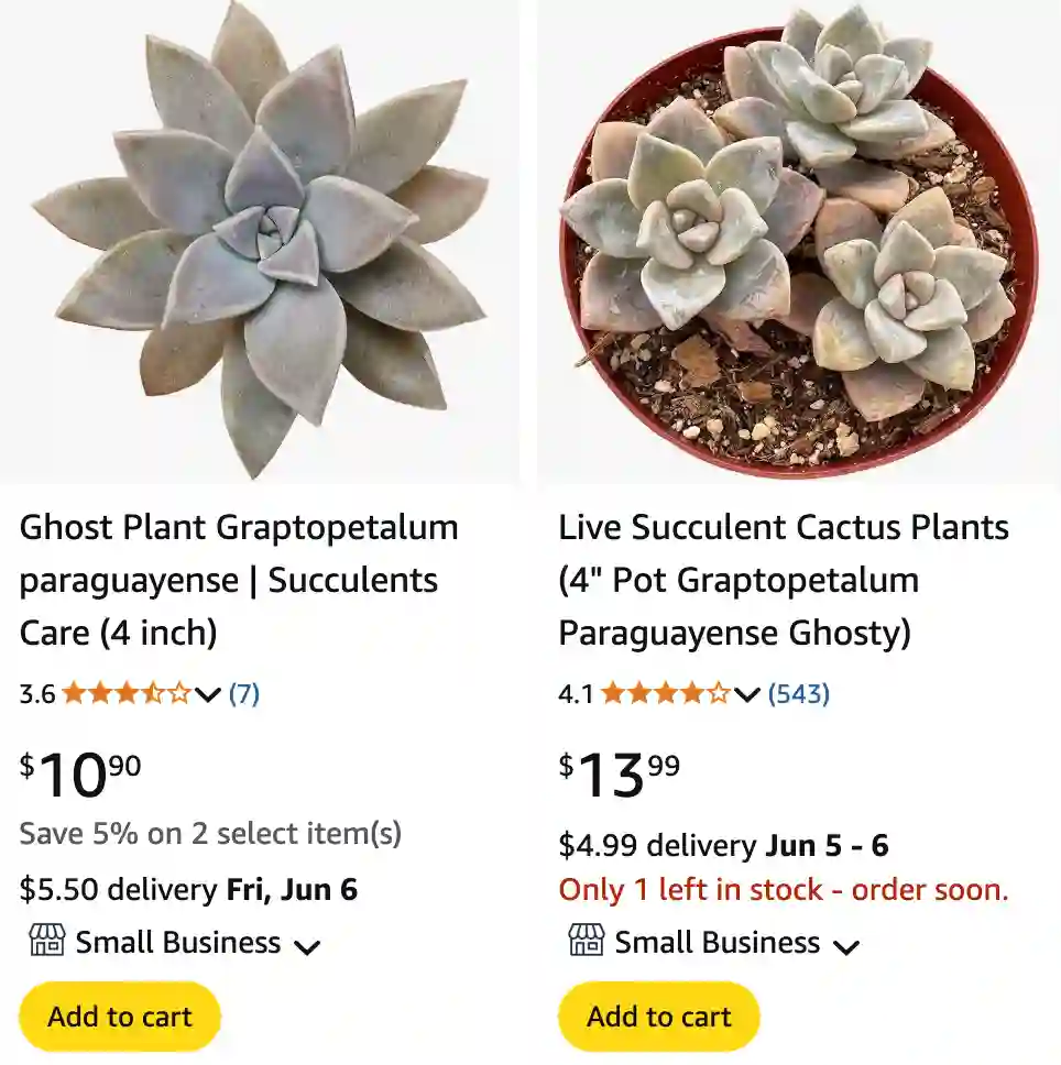 Graptopetalum Paraguayense 2 | Monsteraholic