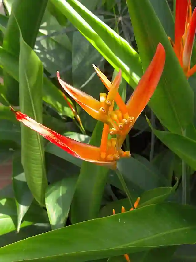 Heliconia Psittacorum