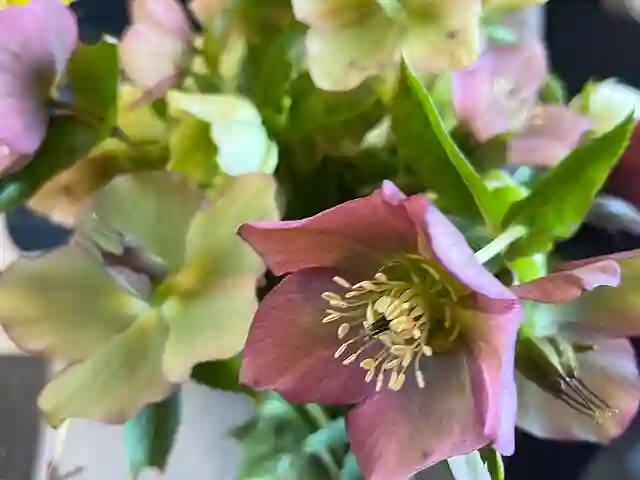 Helleborus Orientalis
