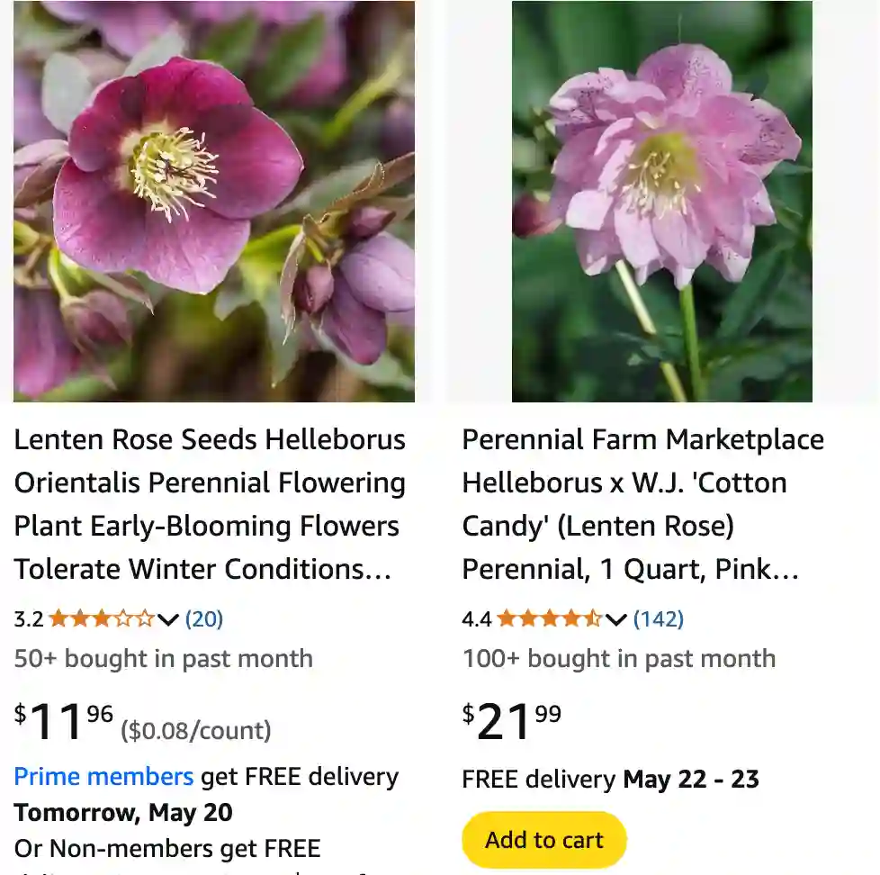 Helleborus Orientalis | Monsteraholic