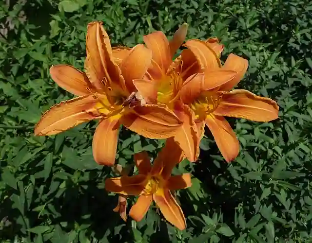 Hemerocallis Fulva - Orange Daylily 1 Hemerocallis Fulva