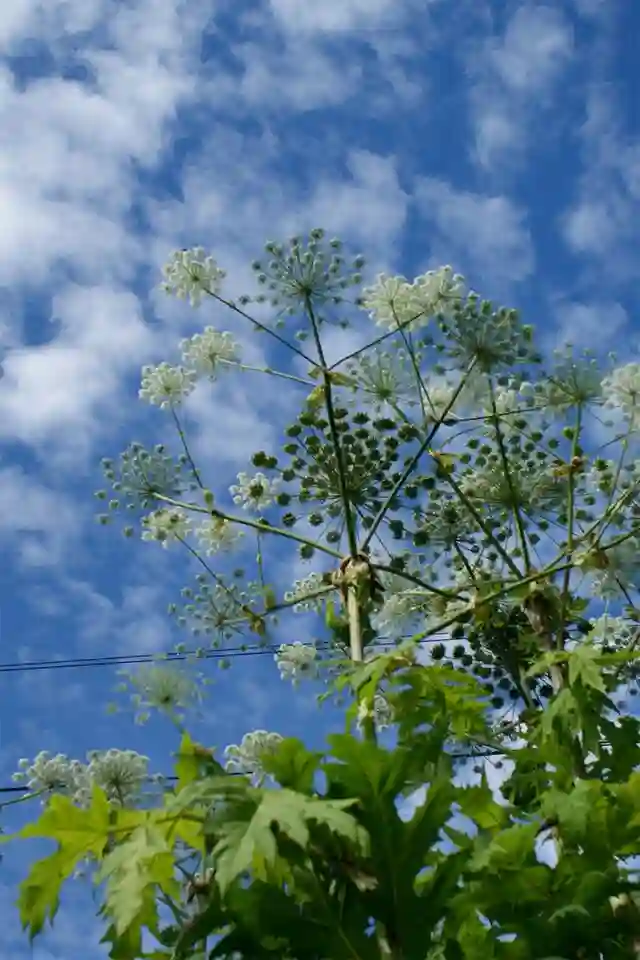 Heracleum Mantegazzianum