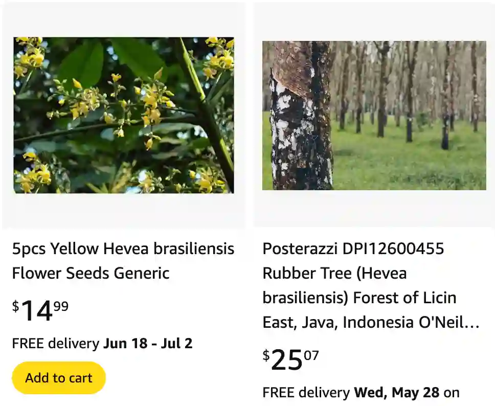 Hevea Brasiliensis 1 | Monsteraholic