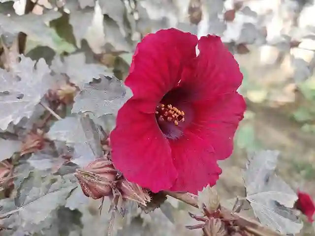 Hibiscus Acetosella