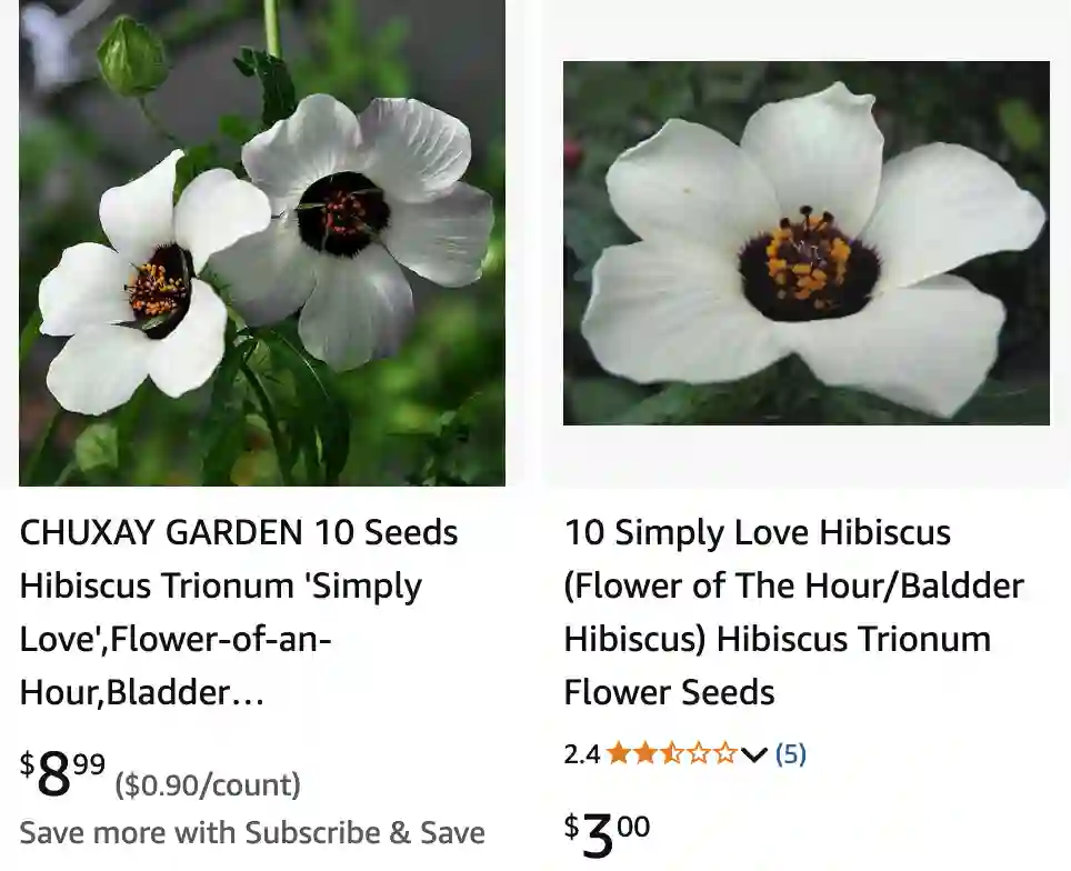 Hibiscus Trionum 1 | Monsteraholic