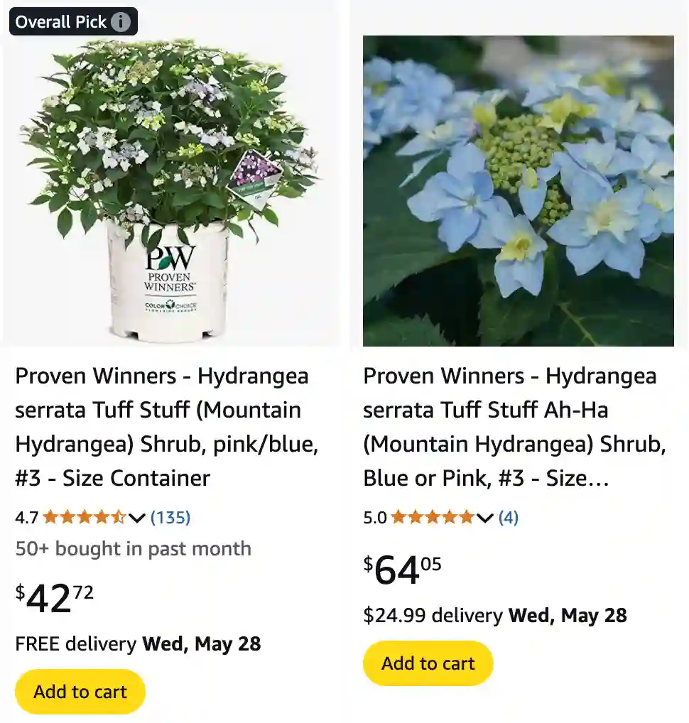 Hydrangea Serrata 1 | Monsteraholic