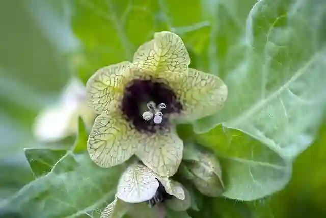 Hyoscyamus Niger - Black Henbane 4 Hyoscyamus Niger