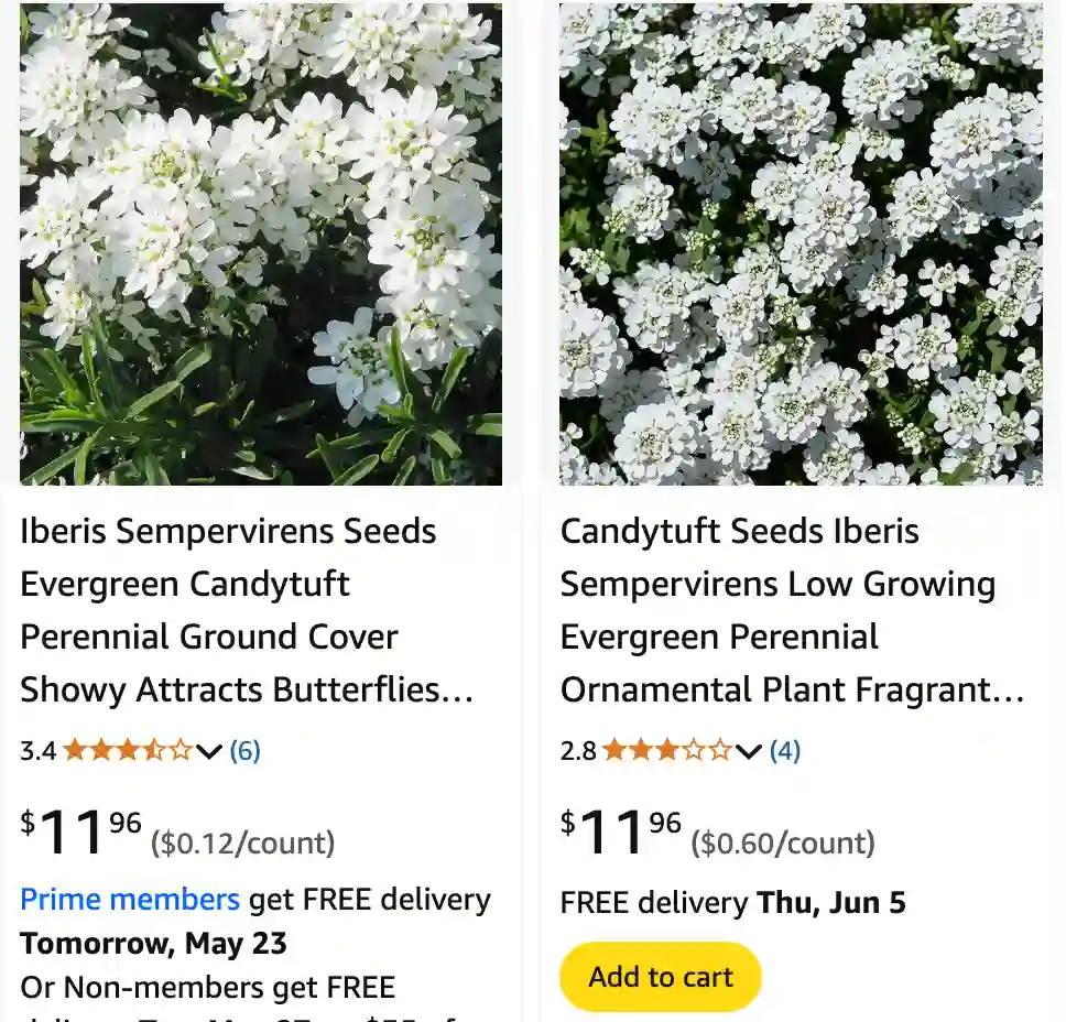 Iberis Sempervirens 1 | Monsteraholic