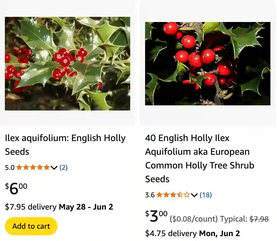 Ilex Aquifolium 1 | Monsteraholic