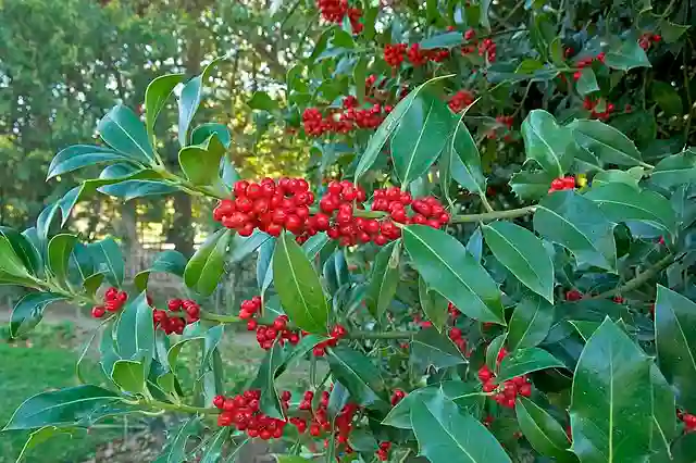Ilex Aquifolium