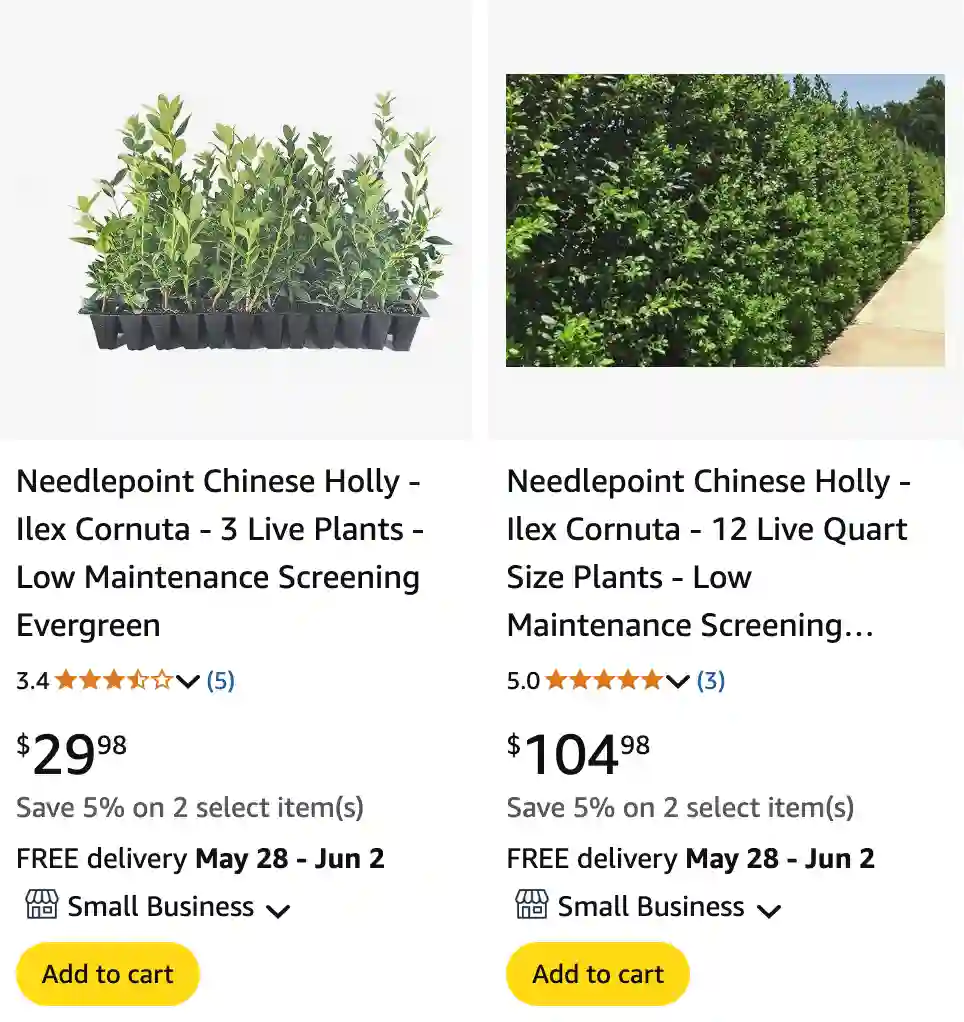 Ilex Cornuta 1 | Monsteraholic