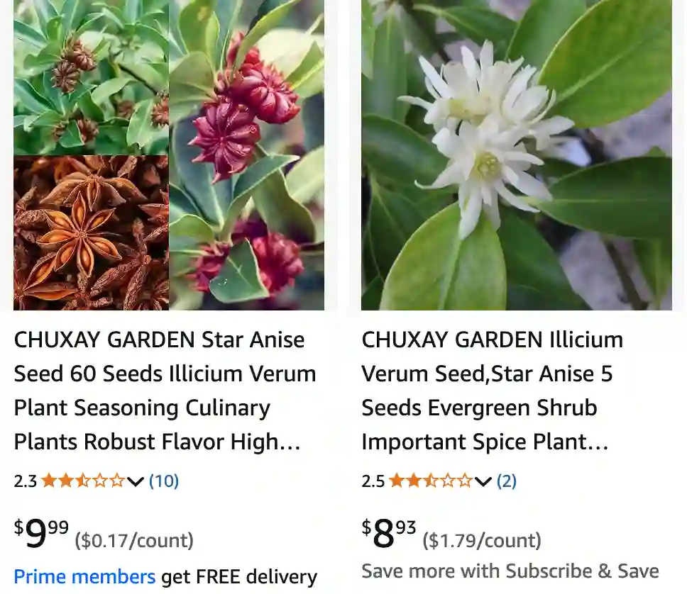 Illicium Verum 1 | Monsteraholic