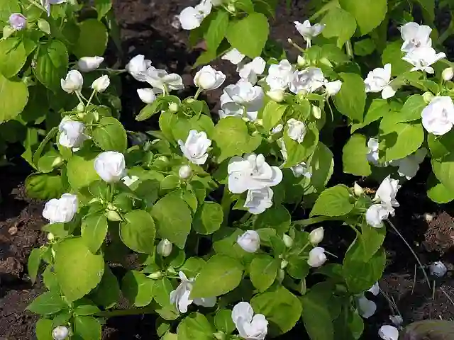 Impatiens Walleriana