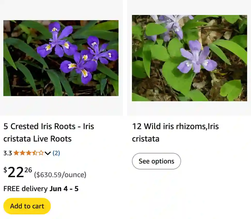 Iris Cristata - Dwarf Crested Iris 1 Iris Cristata 1 | Monsteraholic